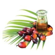 Organic Palm Oil